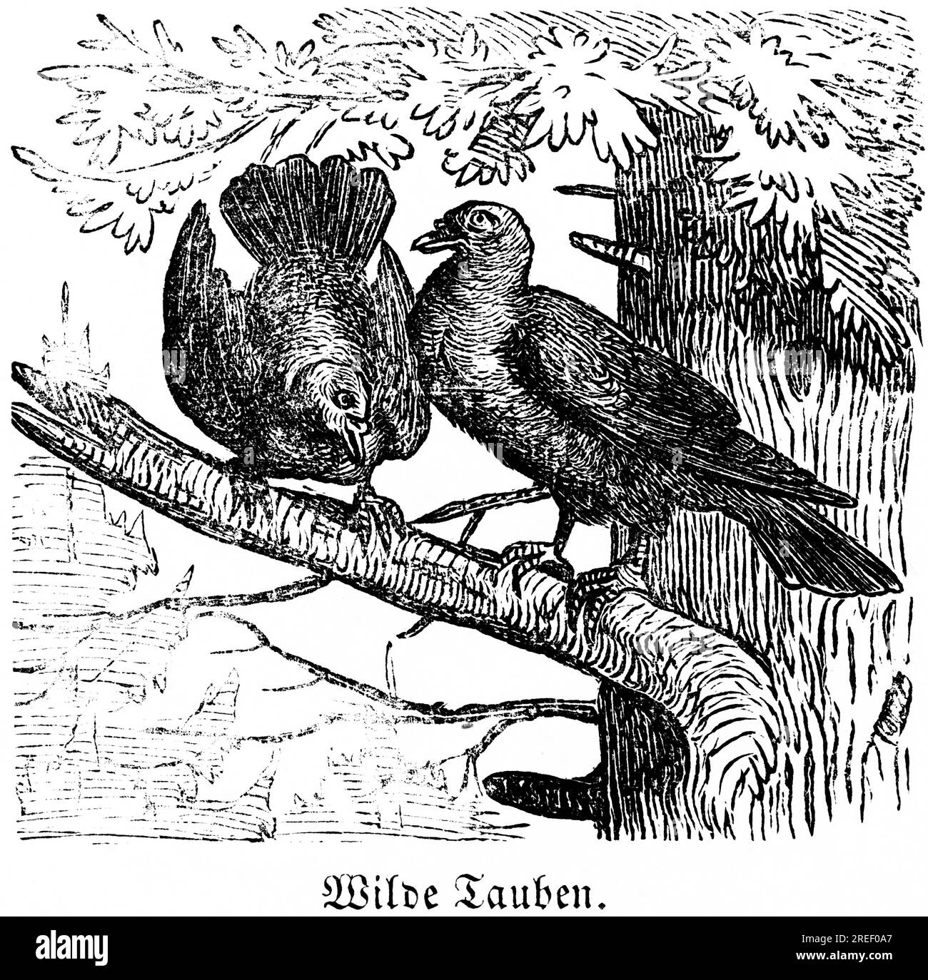 Zwei wilde Tauben, Baum, Ast, Tanne, Hubertusjagd, Jagdszenen, wilde Tiere, Natur, Gefieder, historische Illustration c. 1860 Stockfoto