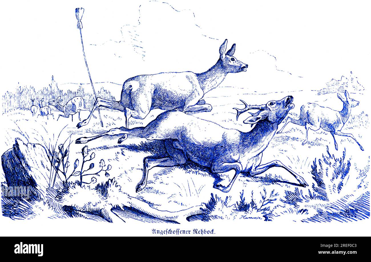 Roebuck, Hubertusjagd und Jagdszenen, wilde Tiere, Landschaft, Geweih, Rausch, Laufen, verfolgen, Fields, Schmwerz, schießen, Historisch Stockfoto