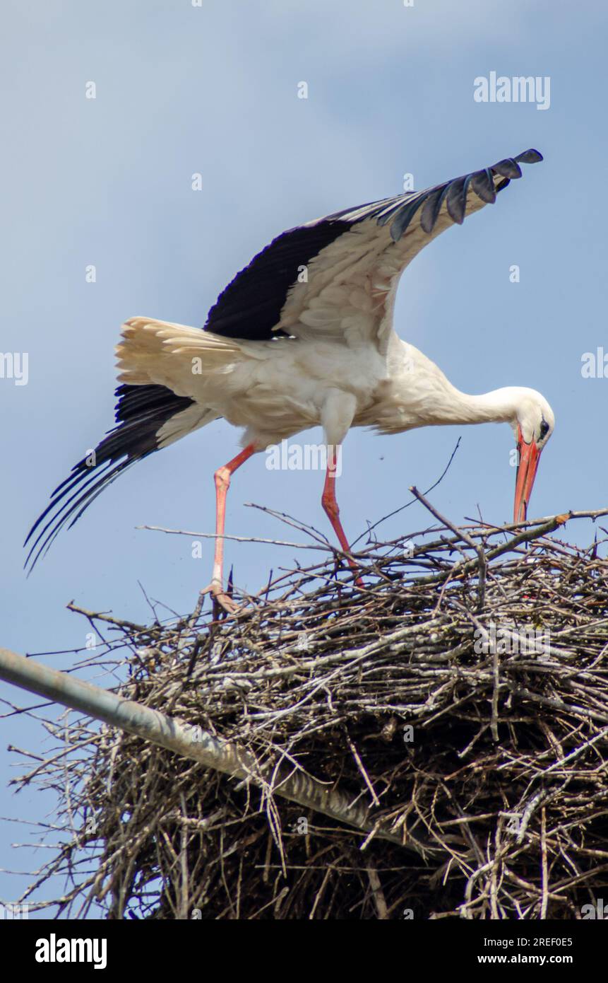 Weißer Storch mit offenen Flügeln in seinem Nest Stockfoto