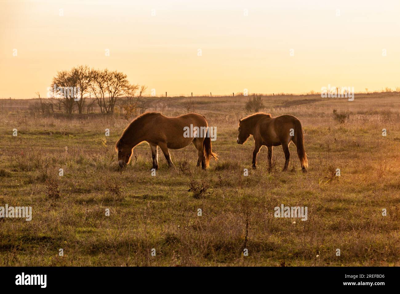 Exmoor Pony Horses im Milovice Naturschutzgebiet, Tschechische Republik Stockfoto