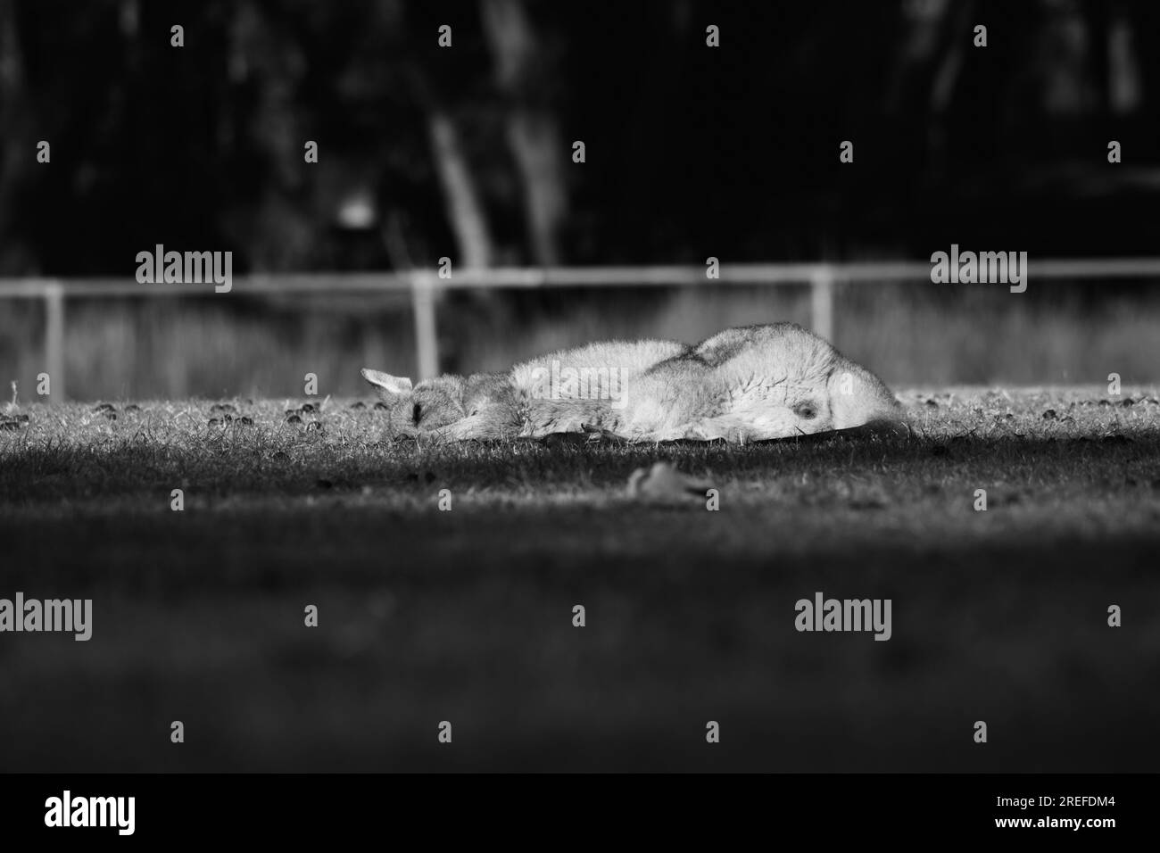 Schlafendes Känguru mitten am Tag. Stockfoto