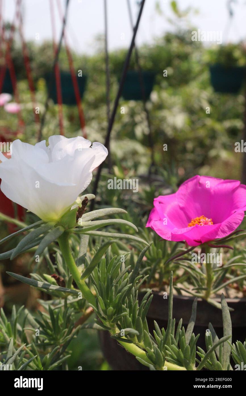 Die Moosrosa-Purslane-Blume auf dem Hängetopf auf dem Bauernhof für die Ernte ist eine Geldfrucht Stockfoto