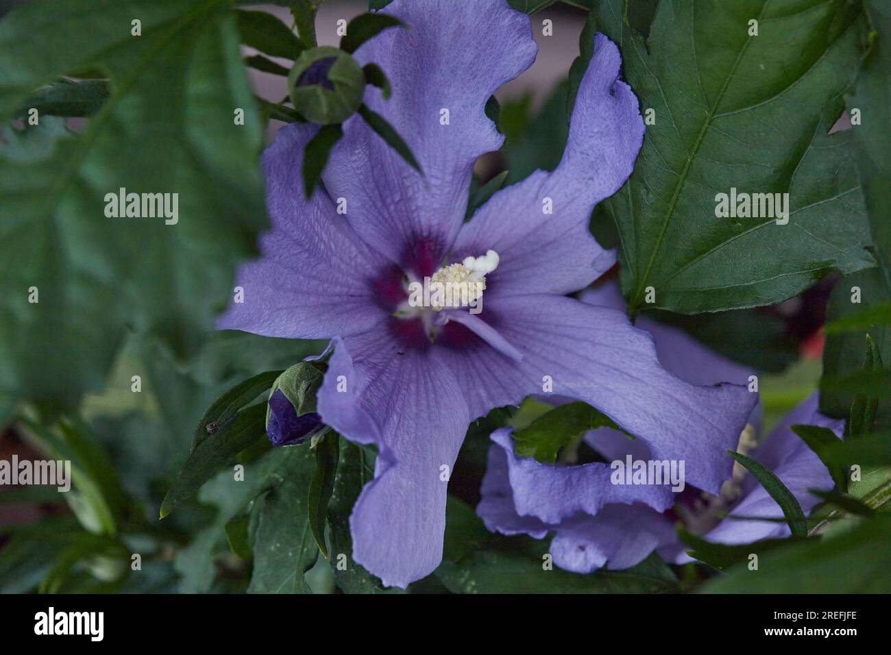 Schöne Topfpflanze in Purple Hibiscus im Süden der USA! Spa! Stockfoto