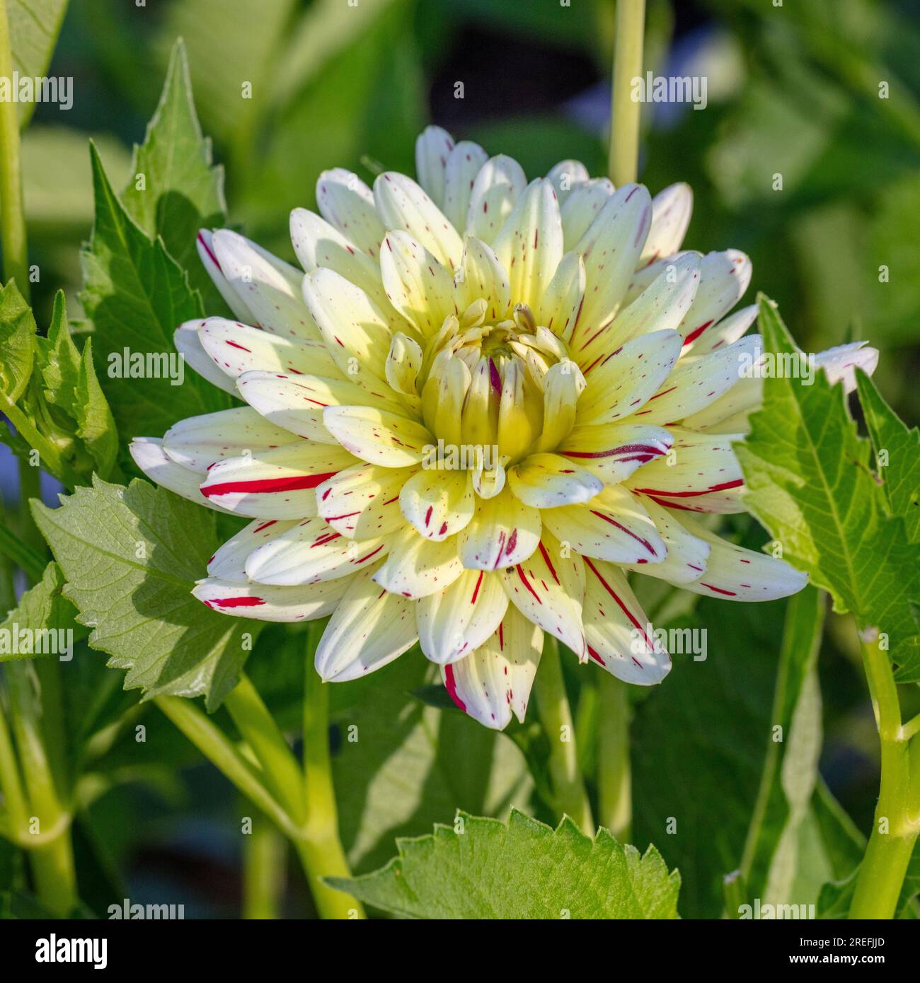 „Créme Silence“ formell Dekorative Dahlia, Dekorativdahlia (Dahlia x Hortensis) Stockfoto