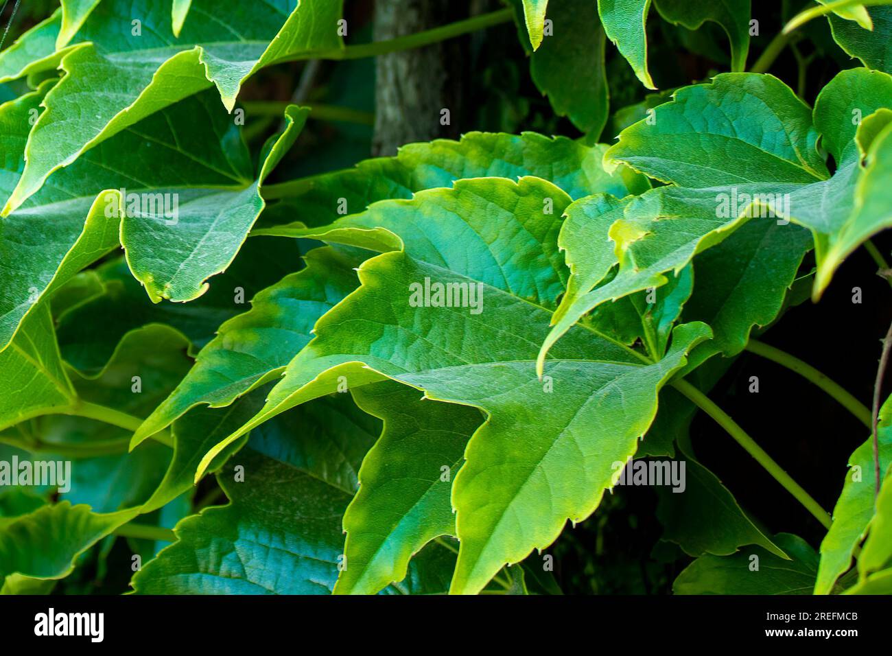 Grün Hinterlässt Hintergrund. Traubenblätter, Hintergrund für Bildschirmschoner, Computer. Stockfoto
