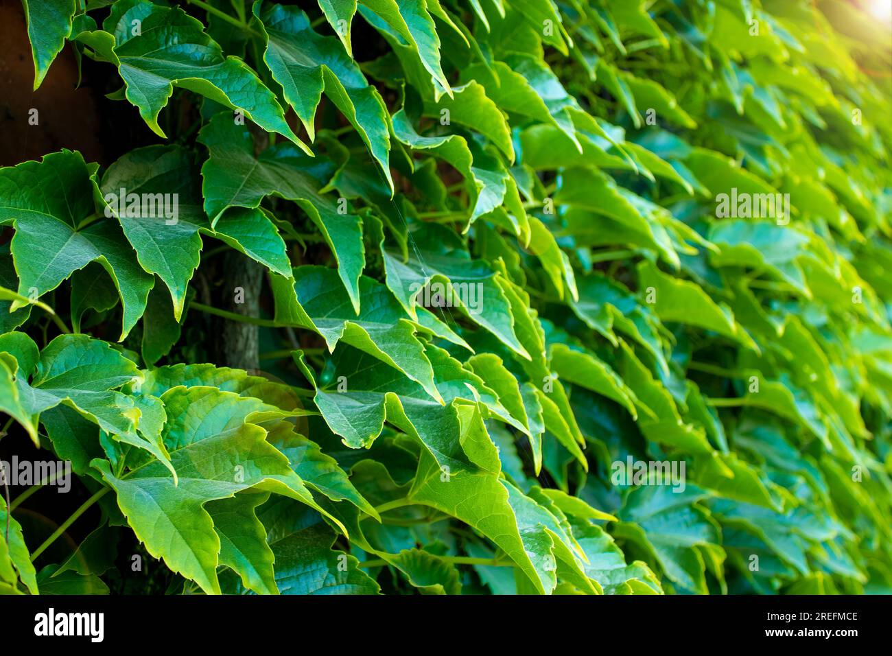 Grün Hinterlässt Hintergrund. Traubenblätter, Hintergrund für Bildschirmschoner, Computer. Stockfoto