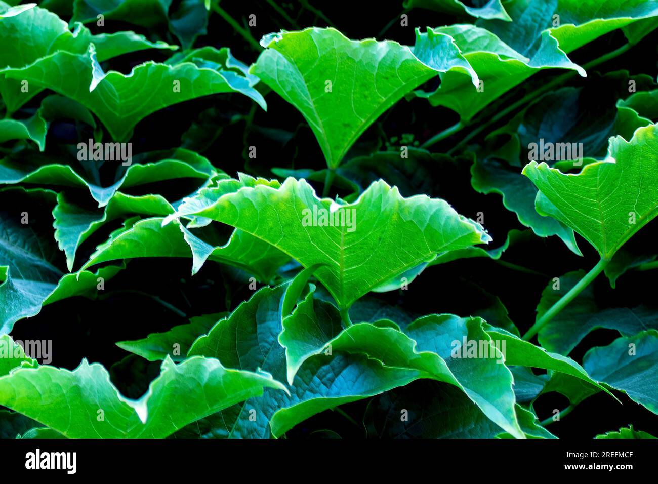 Grün Hinterlässt Hintergrund. Traubenblätter, Hintergrund für Bildschirmschoner, Computer. Stockfoto