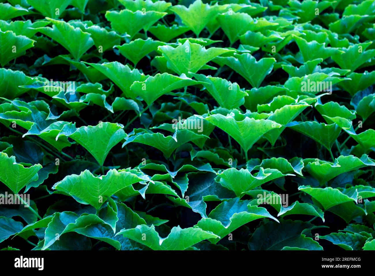 Grün Hinterlässt Hintergrund. Traubenblätter, Hintergrund für Bildschirmschoner, Computer. Stockfoto