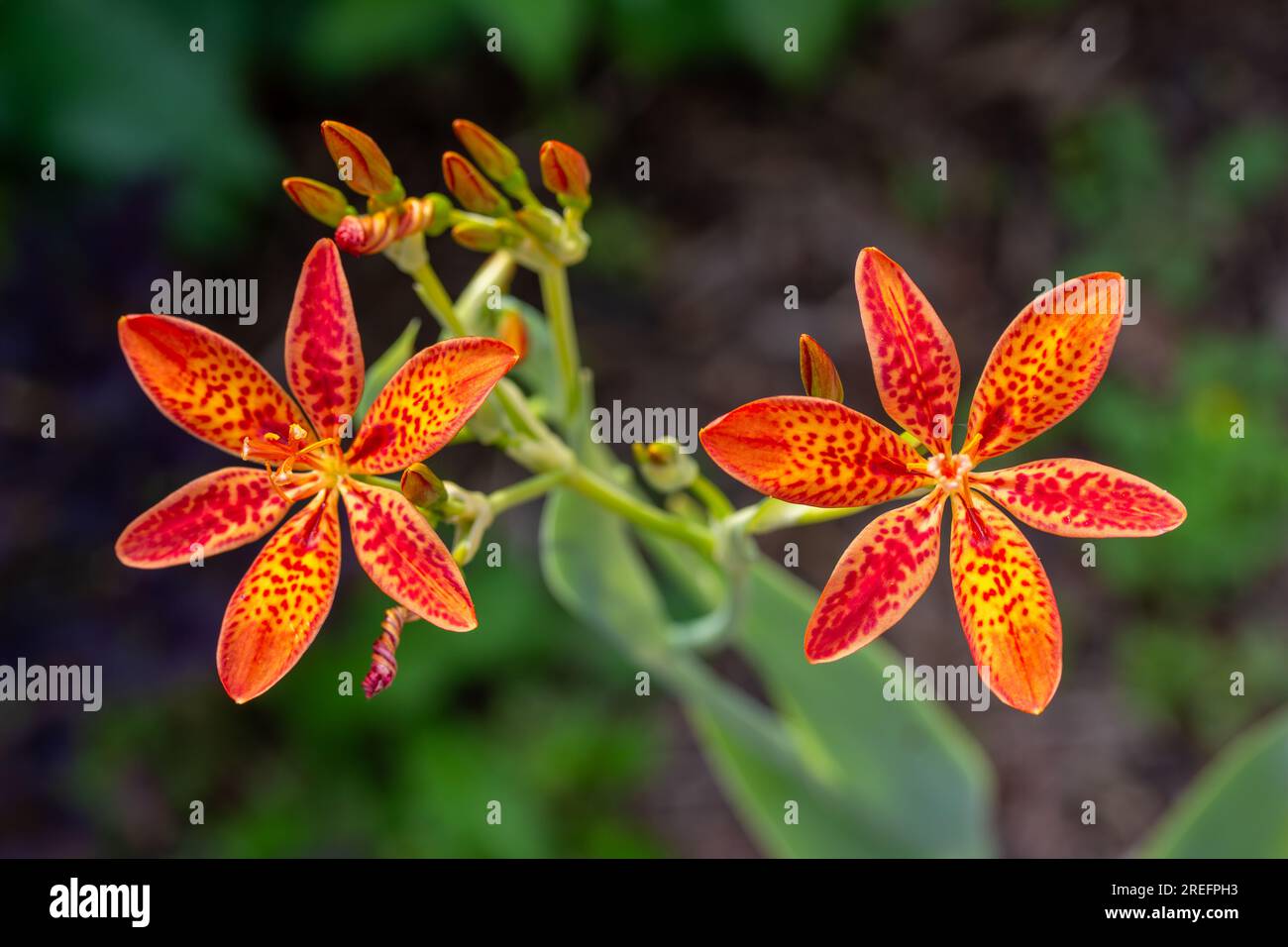 Vollformat Makrostruktur Ausschnitt wunderschöne orangefarbene Brombeerlilien (Iris domestica) in Blüte mit dunklem Unschärfe-Hintergrund Stockfoto