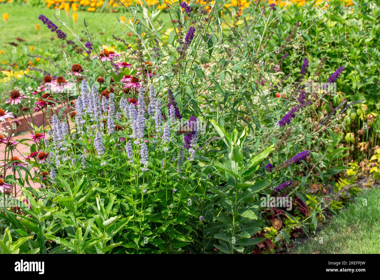 Vollformattexturhintergrund mit lilafarbenen Blüten von Anishysop (Agastache foeniculum) in einer Gartenumgebung Stockfoto