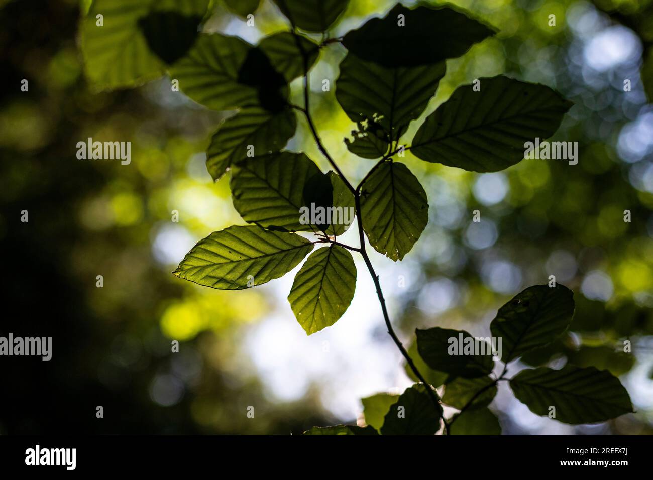 Cool in den Buchenwäldern. Der Wald von Dean. Stockfoto