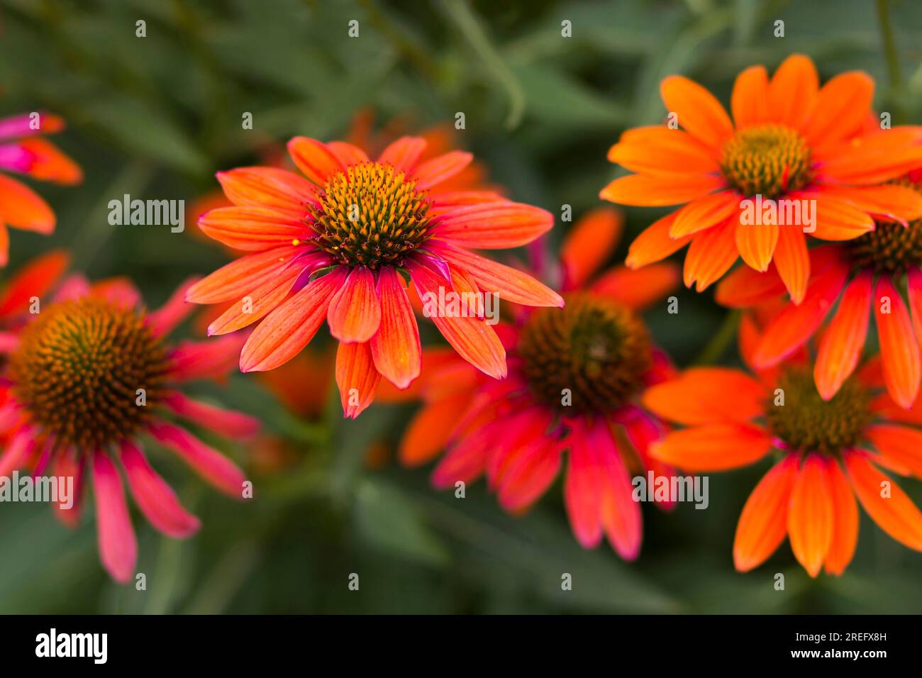 echinacea - Coneflowers im Garten - Nahaufnahme Stockfoto