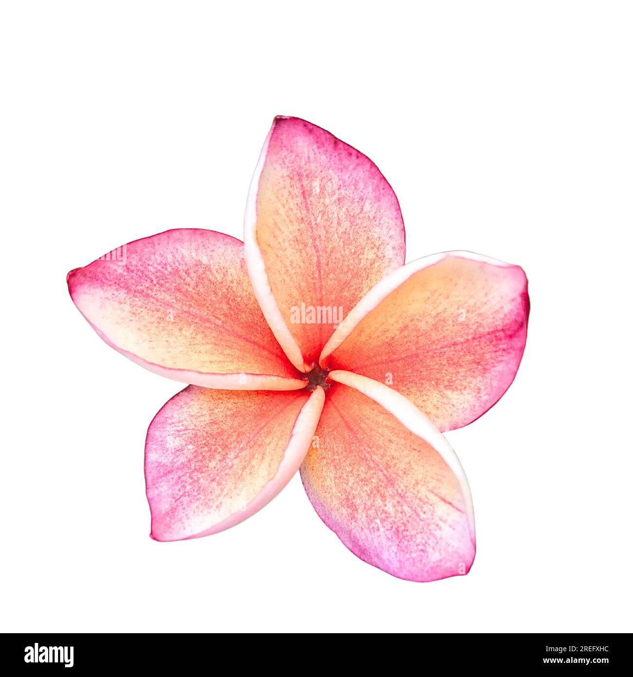 Die orangefarbene Frangipani-Blume, isoliert auf dem Hintergrund Stockfoto