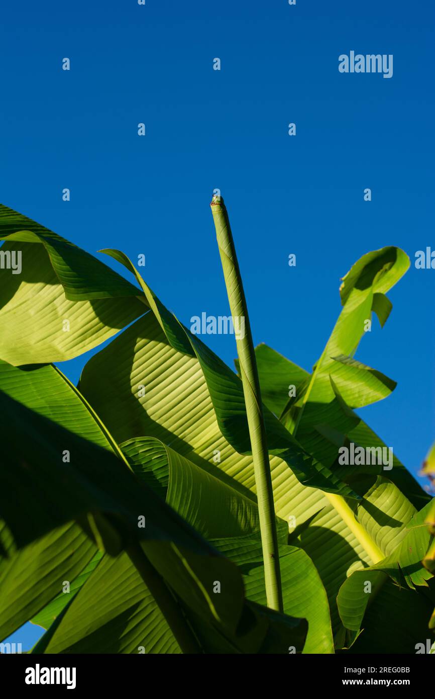 Bananenblätter mit azurblauem Himmel Stockfoto