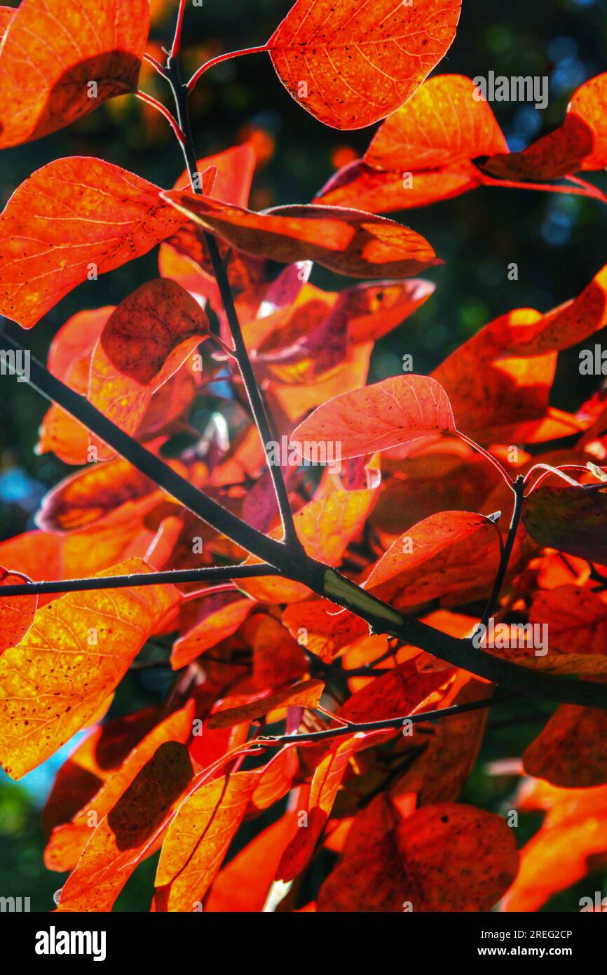 Bewundern Sie die strahlende Schönheit der roten Blätter auf einem Baum, während sie unter dem goldenen Sonnenlicht schimmern. Das lebendige Display der Natur wird Ihre Sinne fesseln. Stockfoto