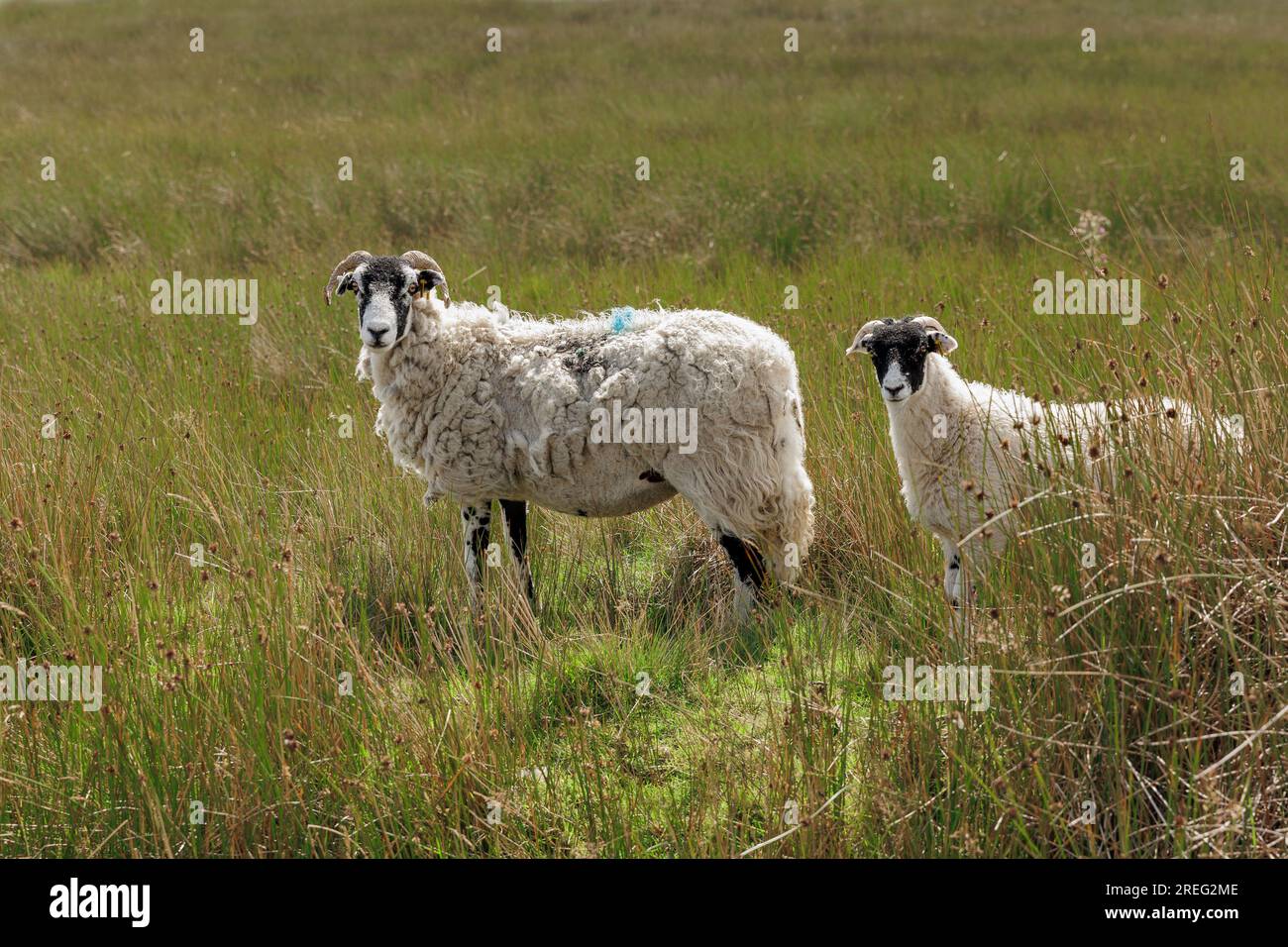 Nahaufnahme eines Swaledale-Schafs oder weiblichen Schafes mit ihrem gut wachsenden Lamm, vor der Kamera und frei umherstreifend über dem natürlichen Lebensraum im Moorland, Yorkshire Dales, U Stockfoto