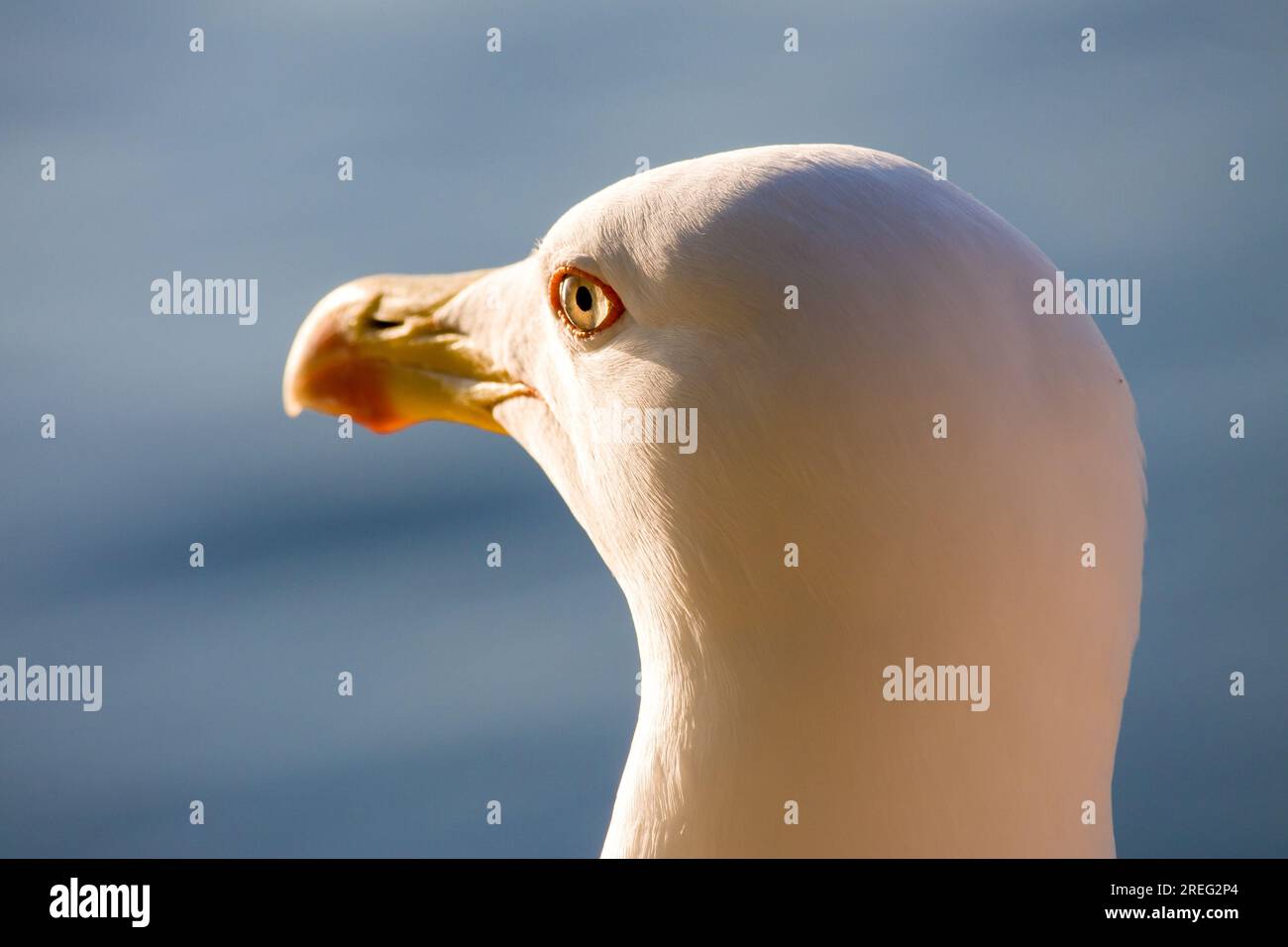 Porträt der Möwe Larus argentatus (Europäische Heringsmull) mit Blick auf die Sonne von Calpe mit Reflexion im Auge Stockfoto