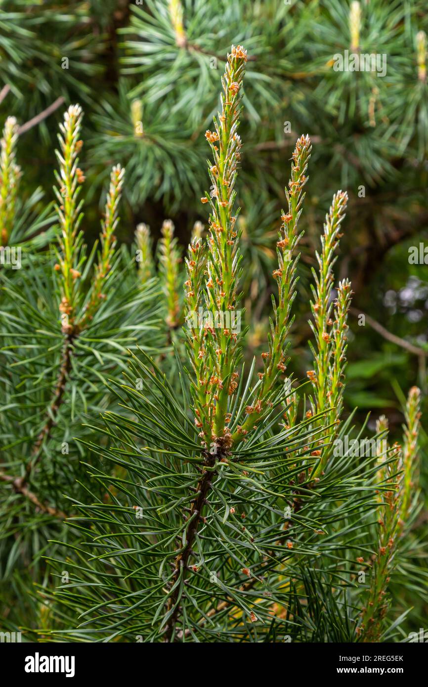 Sylvestris Scotch European Red Pine Scots oder Baltic Pine. Makro-selektiver Fokuszweig mit Zapfenblumen und Pollen über dem unscharfen Backgro Stockfoto