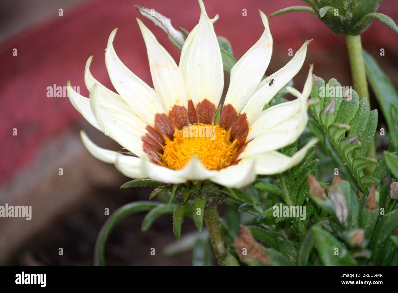 Weißer und brauner Anbau von Rigenen aus Gazania mit grünem Laub: (Pix Sanjiv Shukla) Stockfoto