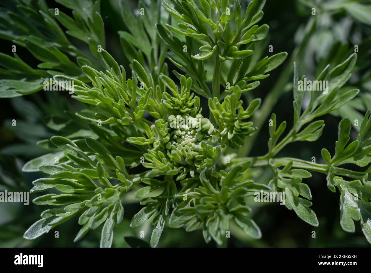 Silbergrüner Wermut hinterlässt Hintergrund. Artemisia absinthium, Absinth-Wermut-Pflanze im Kräuterküchengarten, Nahaufnahme, Makro. Stockfoto