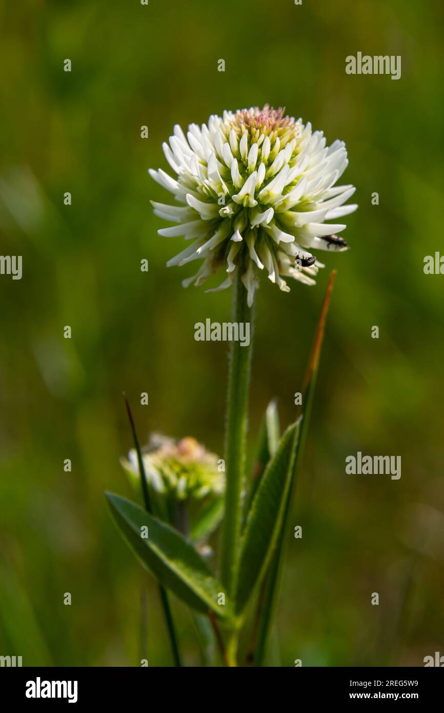 Trifolium montanum, Bergklee Wiese im Sommer. Sammeln von Heilkräutern für die nicht-traditionelle Medizin. Weichzeichner. Stockfoto