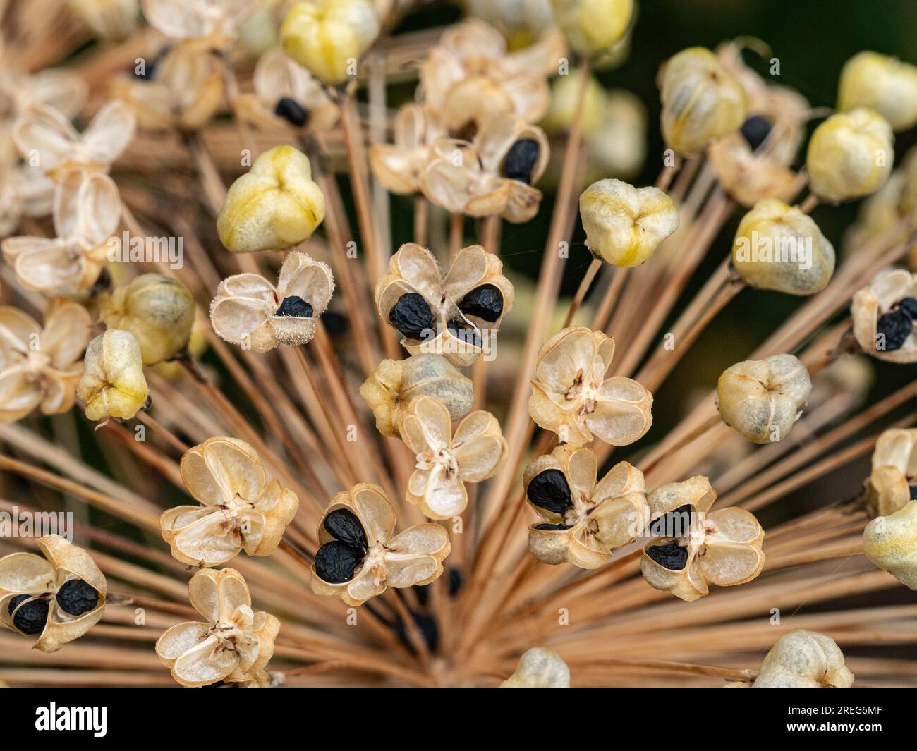 Nahaufnahme eines Teils des getrockneten Samenkopfs von Allium „Purple Sensation“ Stockfoto