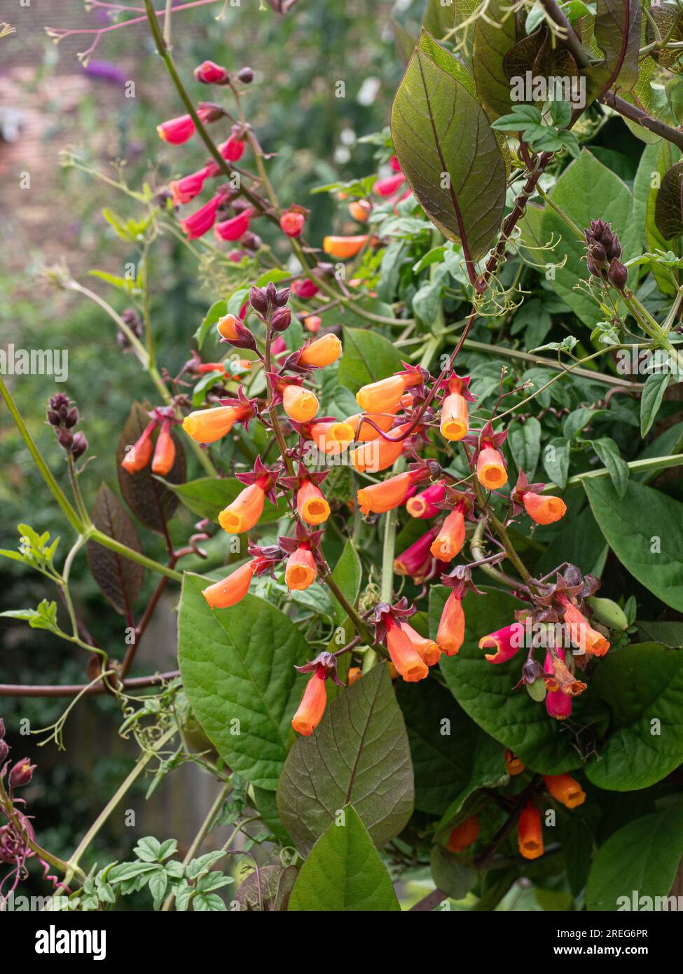 Die orangefarbene Röhre wie die Blüten des Kletterers Eccremocarpus schälen die chilenische Blume Stockfoto