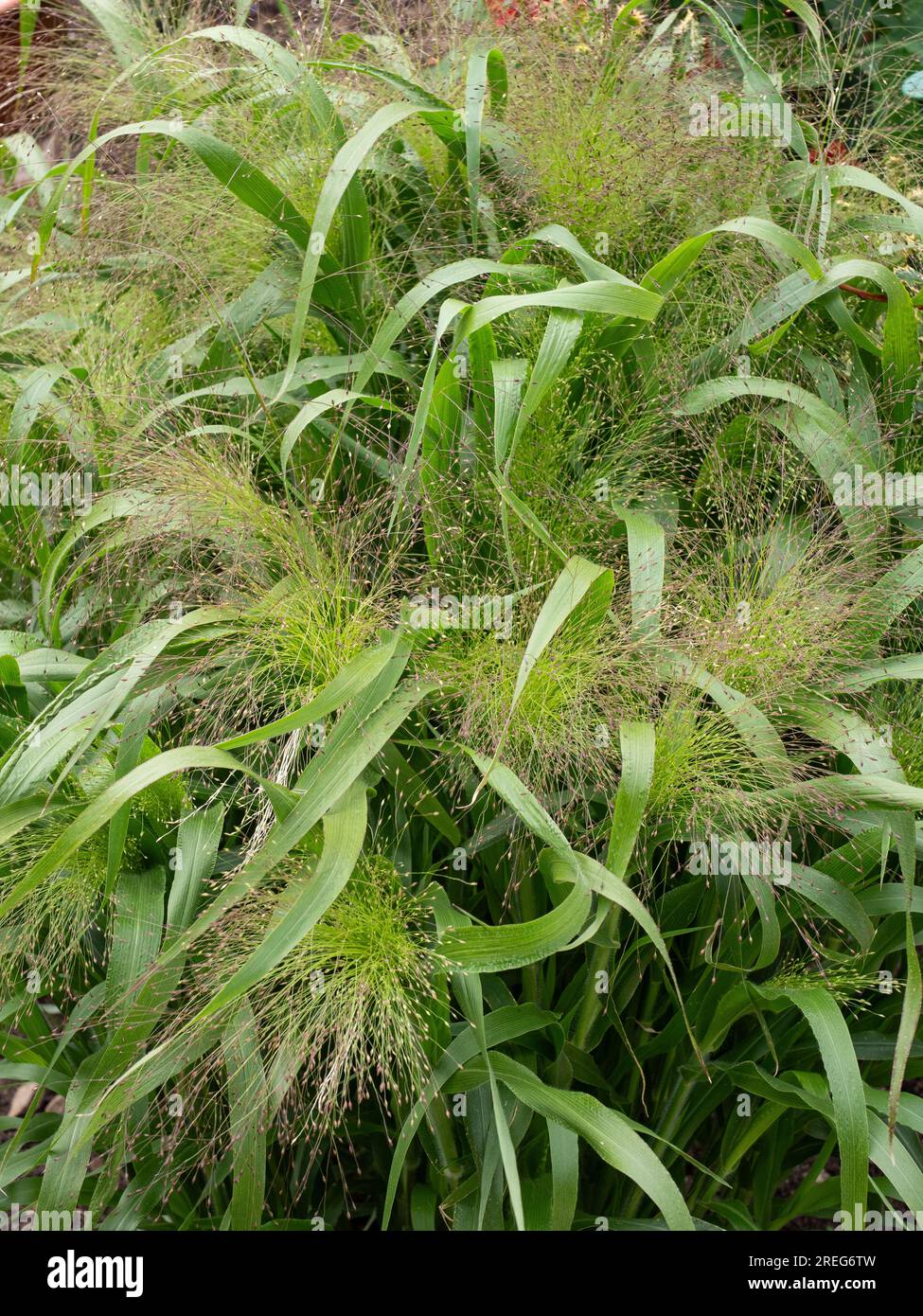 Die luftigen, zarten Blumenköpfe und üppigen grünen Blätter des Grases Panicum elegans „Spinkles“ Stockfoto