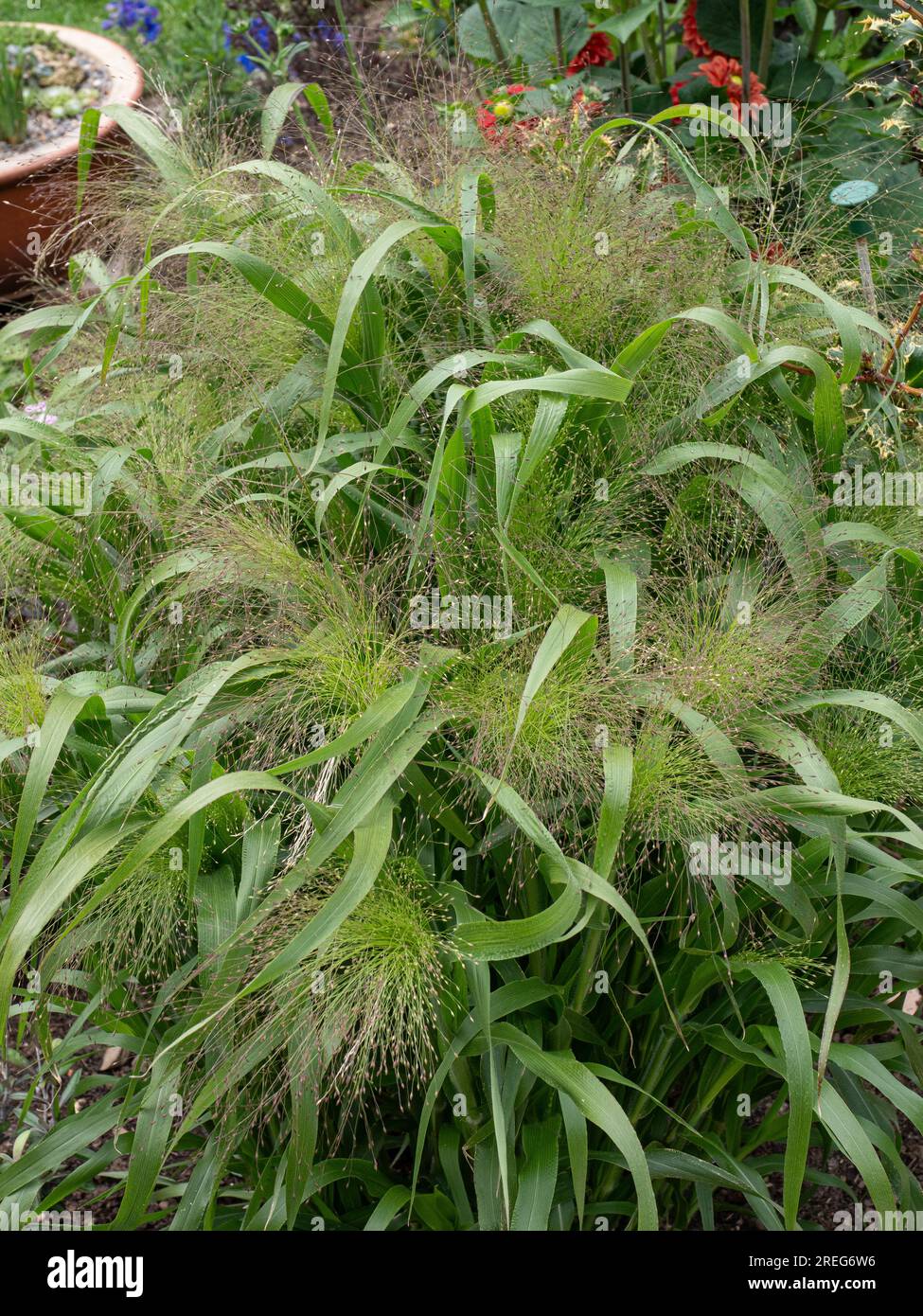 Die luftigen, zarten Blumenköpfe und üppigen grünen Blätter des Grases Panicum elegans „Spinkles“ Stockfoto