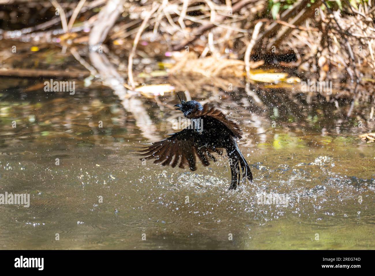 Drongo (Dicrurus Forficatus), endemischer Passerinvogel in der Familie Dicruridae badet im Fluss, Ranomafana. Madagaskar Wildtiere Stockfoto