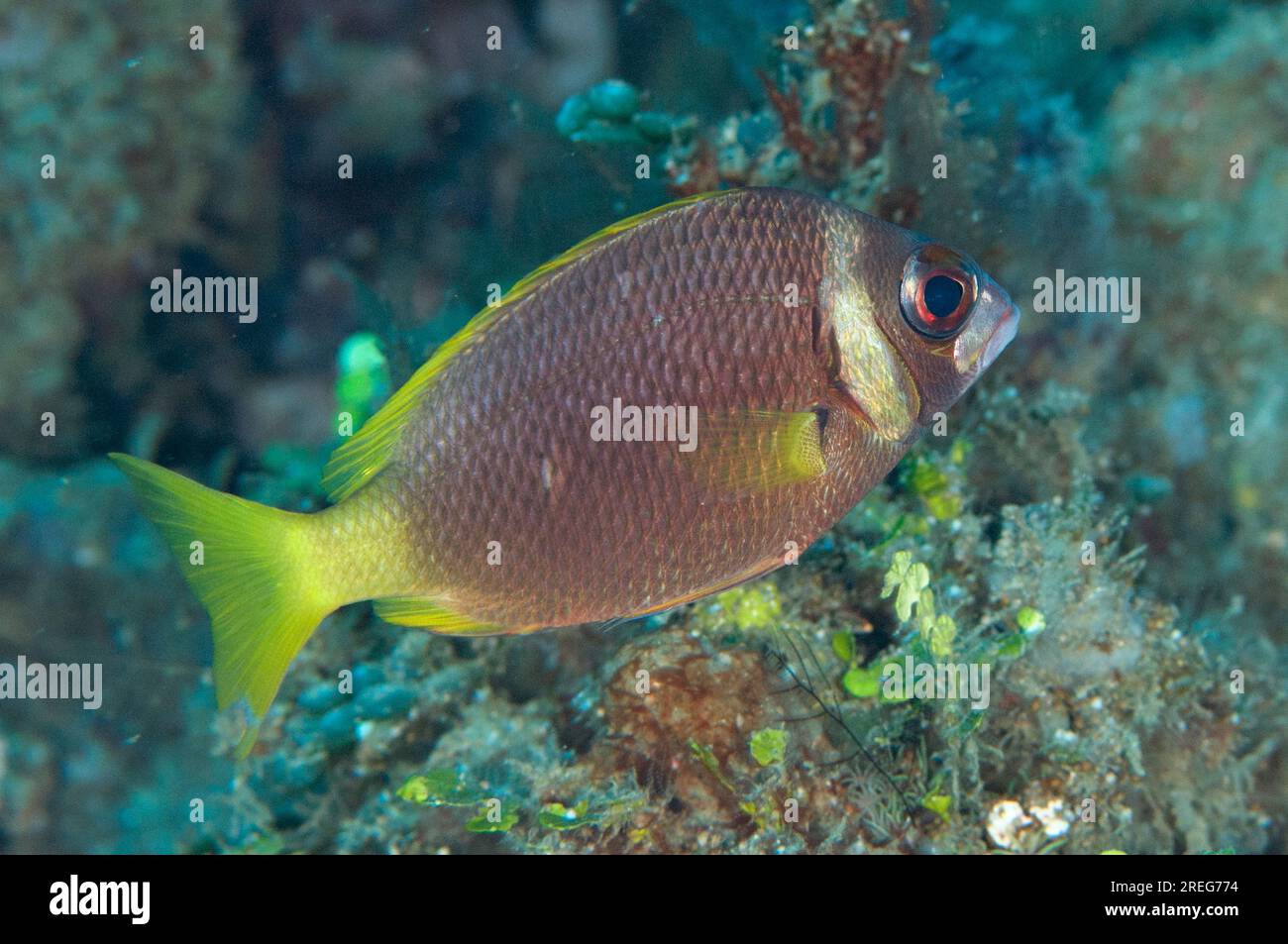 Whitecheek Monocle bream, Scolopsis vosmeri, Tanjung Saukorem, Warmandi, Raja Ampat, West Papua, Indonesien Stockfoto