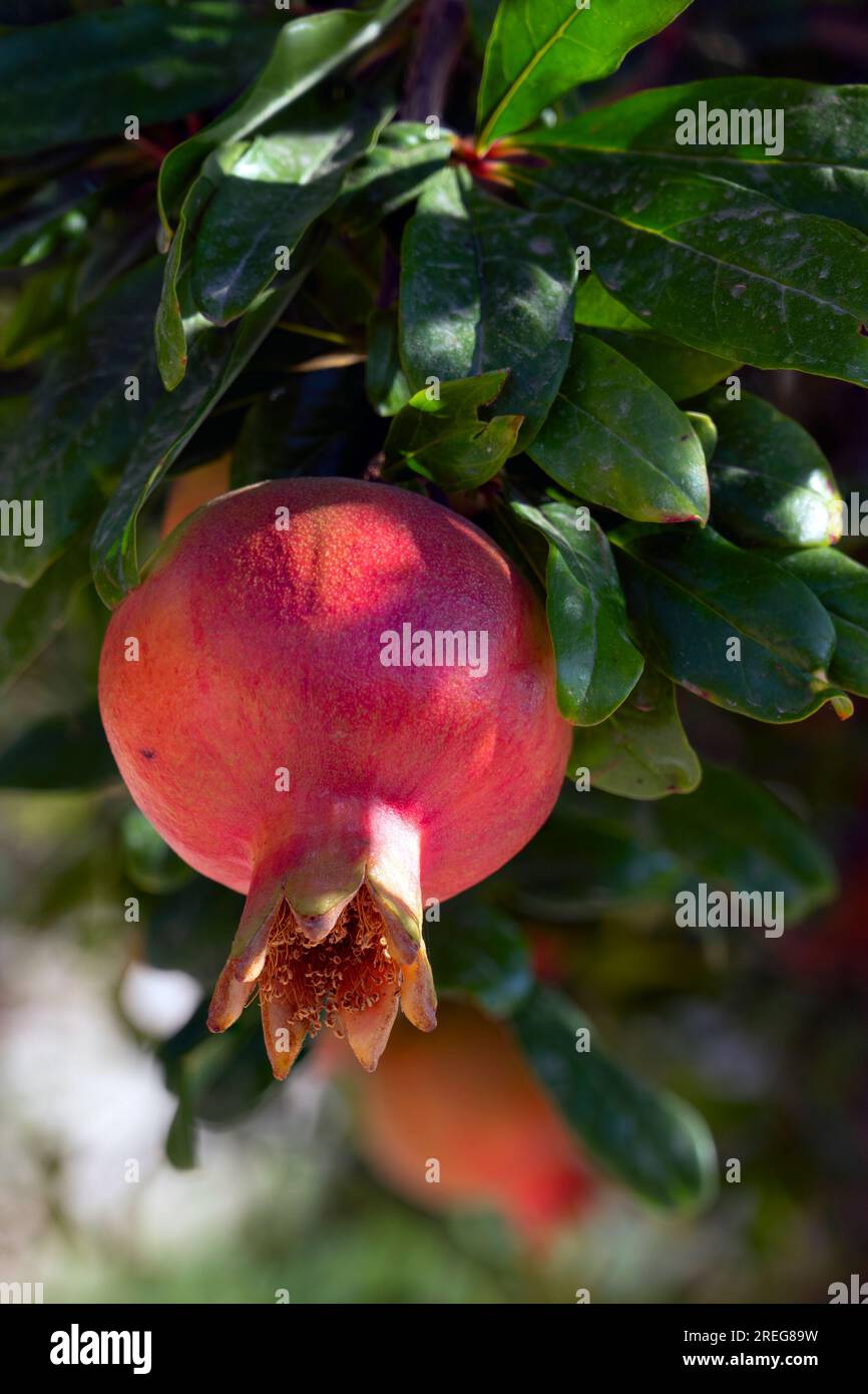 Reife rote Frucht eines Granatapfelbaums. In vielen Kulturen ist der Granatapfel ein Symbol für Wohlstand und Fruchtbarkeit, in der jüdischen Kultur ist er eines von t Stockfoto