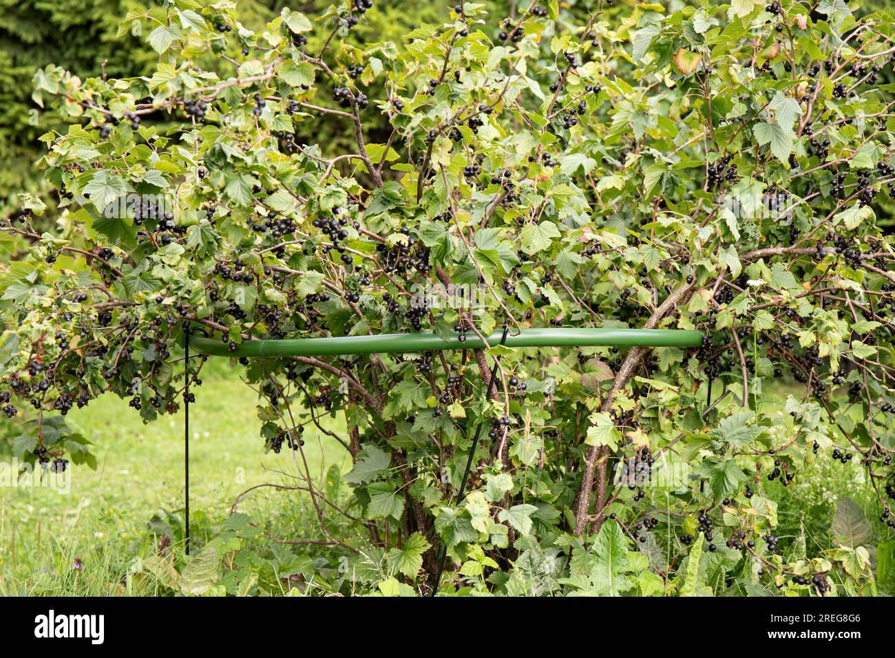 Schwarzer Johannisbeerenbusch mit Strauchhalter Werkzeugkäfig im Freien im Sommer, Vorbereitungen funktionieren im Heimgarten. Stockfoto
