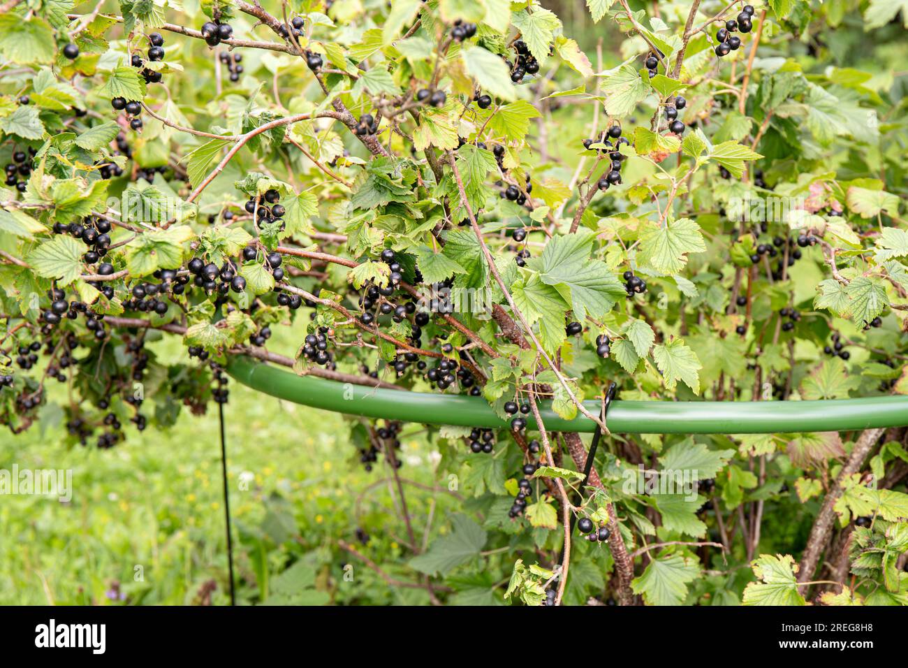 Schwarzer Johannisbeerenbusch mit Strauchhalter Werkzeugkäfig im Freien im Sommer, Vorbereitungen funktionieren im Heimgarten. Stockfoto