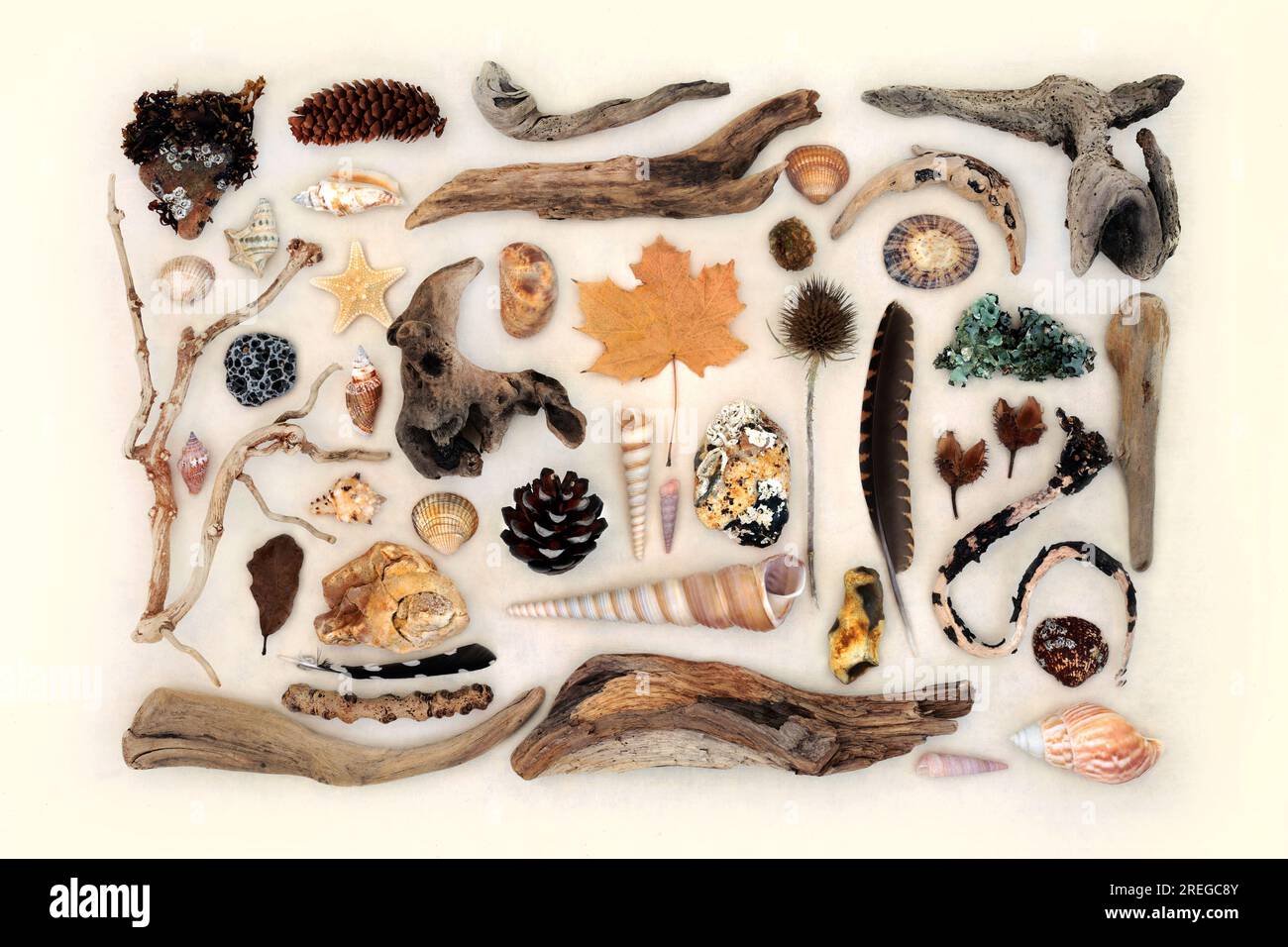 Naturwissenschaft Sammlung natürlicher Objekte mit Treibholz, Muscheln, Federn, Flora, Felsen und Moos. Detail auf neutralem Hanfpapierhintergrund. Stockfoto