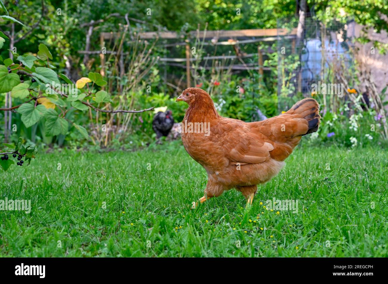 Wunderschöne Henne, die im Gras im Sommergarten spaziert Stockfoto