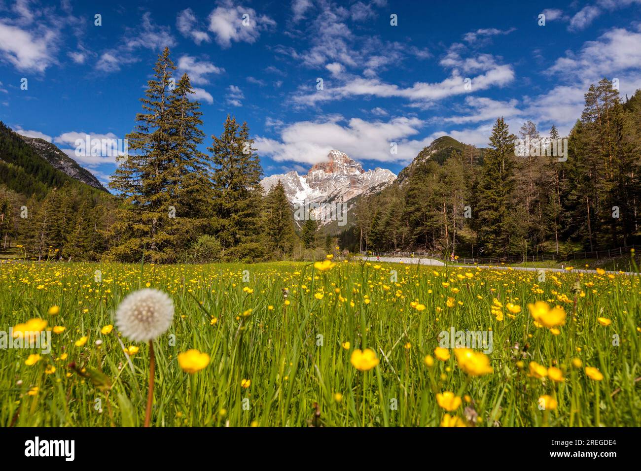 Wildblumen mit Croda Rossa im Hintergrund, Sesto Dolomiten, Italien Stockfoto