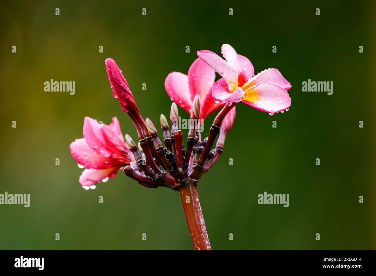 Blumen und Wassertropfen der isolierten roten Frangipani Plumeria rubra, Mauritius, Indischer Ozean Stockfoto