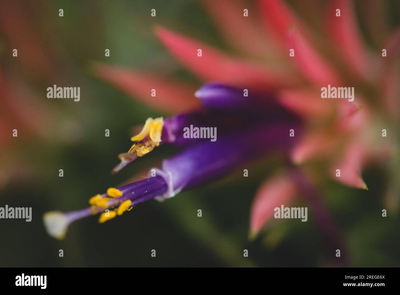 Makro-Blume Stockfoto