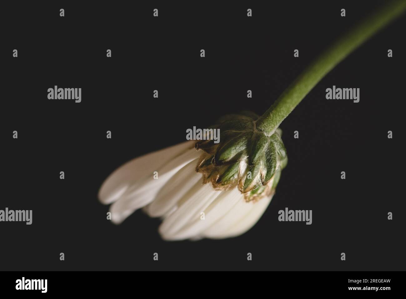 Weiße Blume Stockfoto
