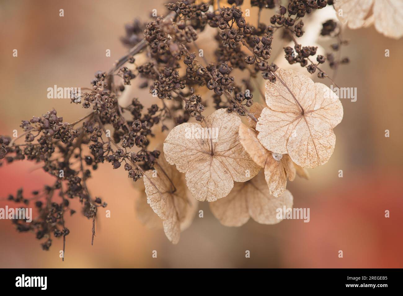 Herbst Plantlife Stockfoto