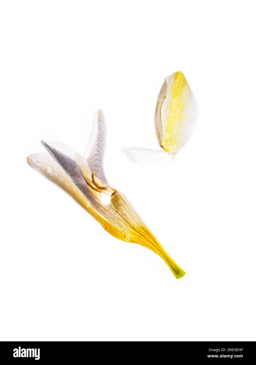 Freesia-Blütenknospen mit Hintergrundbeleuchtung Stockfoto