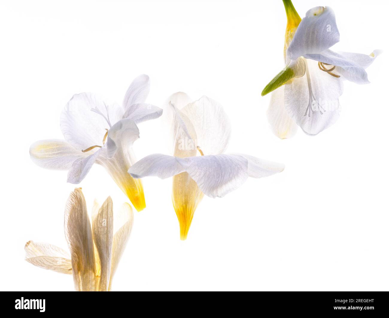 Freesia-Blütenknospen mit Hintergrundbeleuchtung auf weißem Hintergrund Stockfoto
