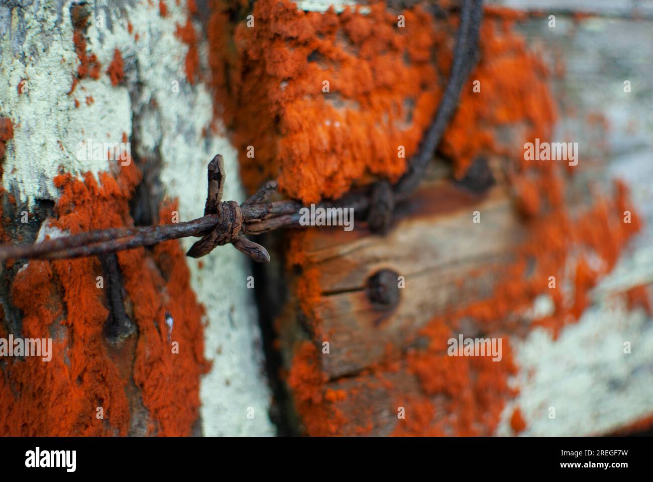 Orange Red Lichen wächst auf einem alten Zaun mit rostigem Stacheldraht Stockfoto