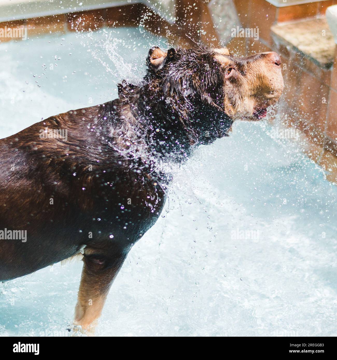 Verspielter brauner Hund schüttelt Wasser vom Fell am Pool Stockfoto