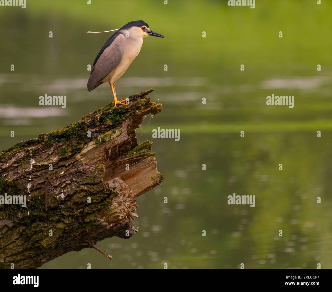 Schwarzkronen-Nachtreiher auf dem Stamm eines umgestürzten Baumes. Stockfoto