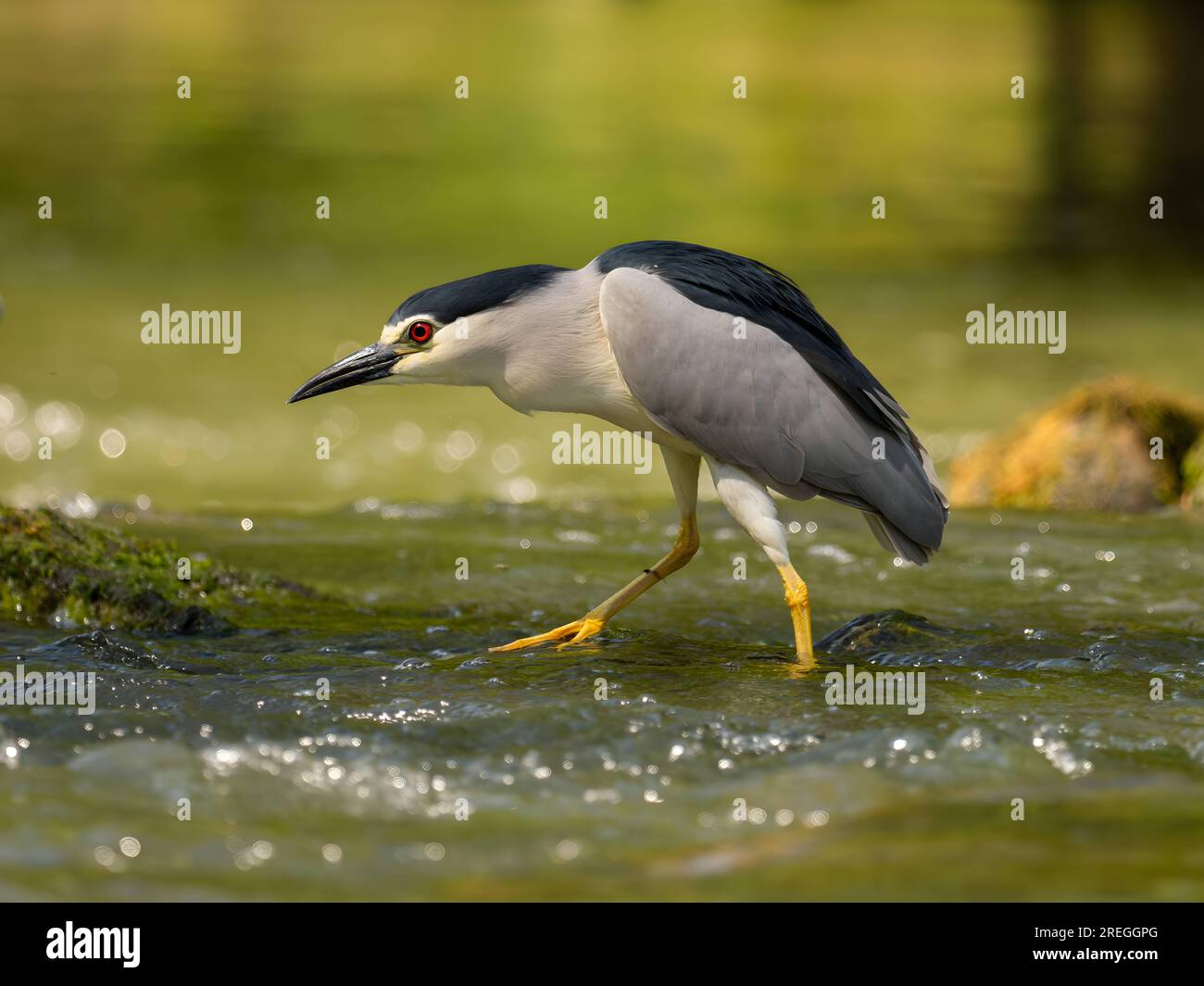 Schwarzkronen-Nachtreiher auf einem Felsen mitten im Wasser. Stockfoto