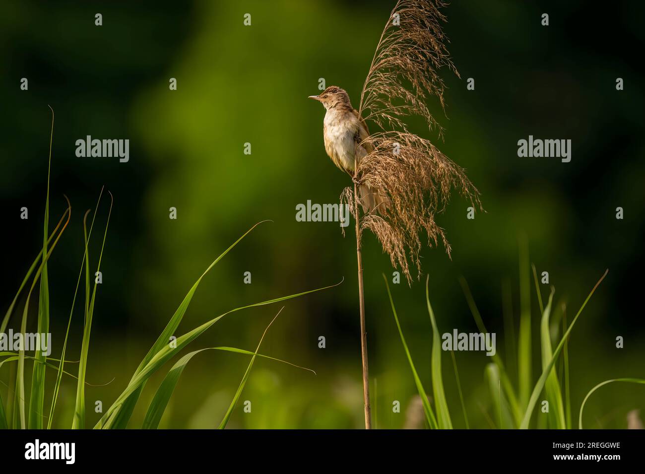 Ein großer Schilfrohrkriecher, der auf einem Hahn sitzt. Stockfoto