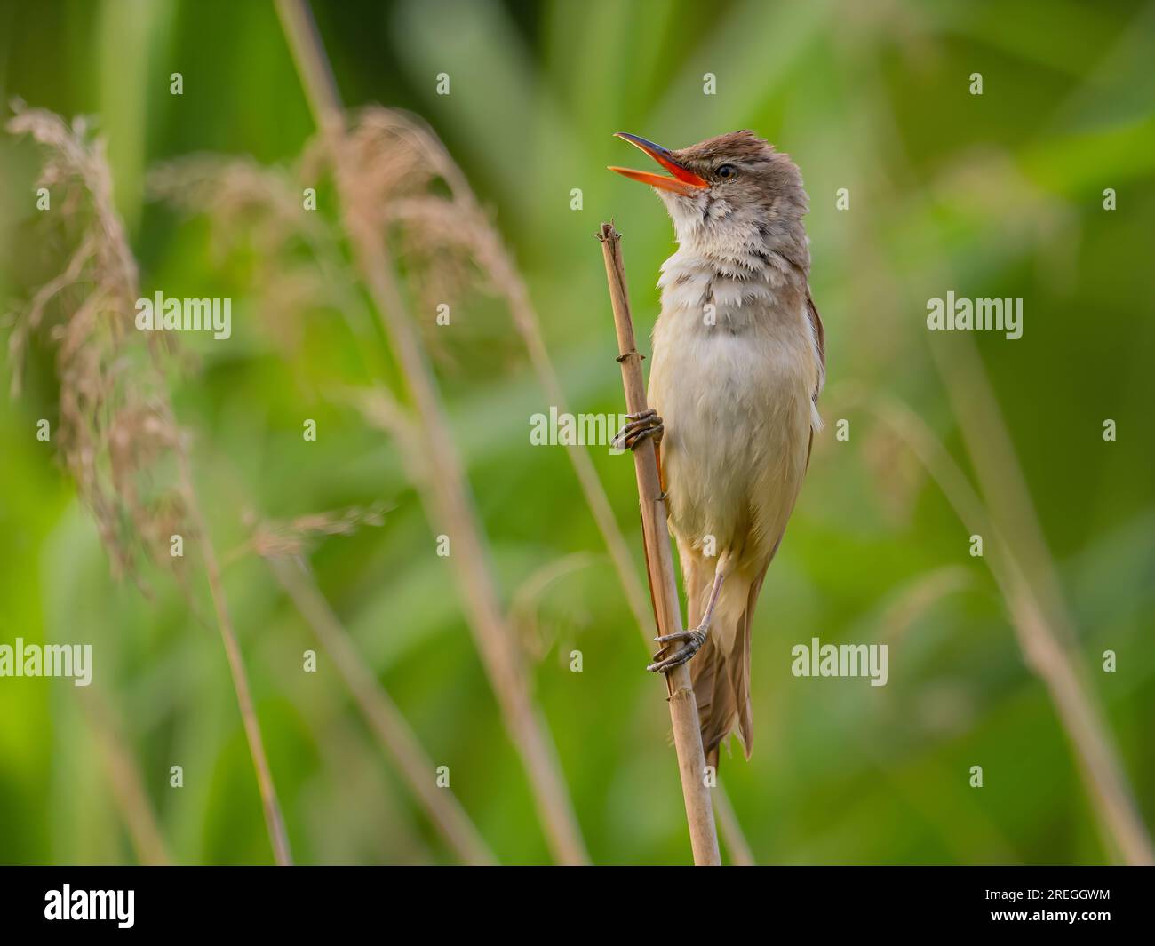 Ein großer Schilfrohrkriecher, der auf einem Hahn sitzt. Stockfoto