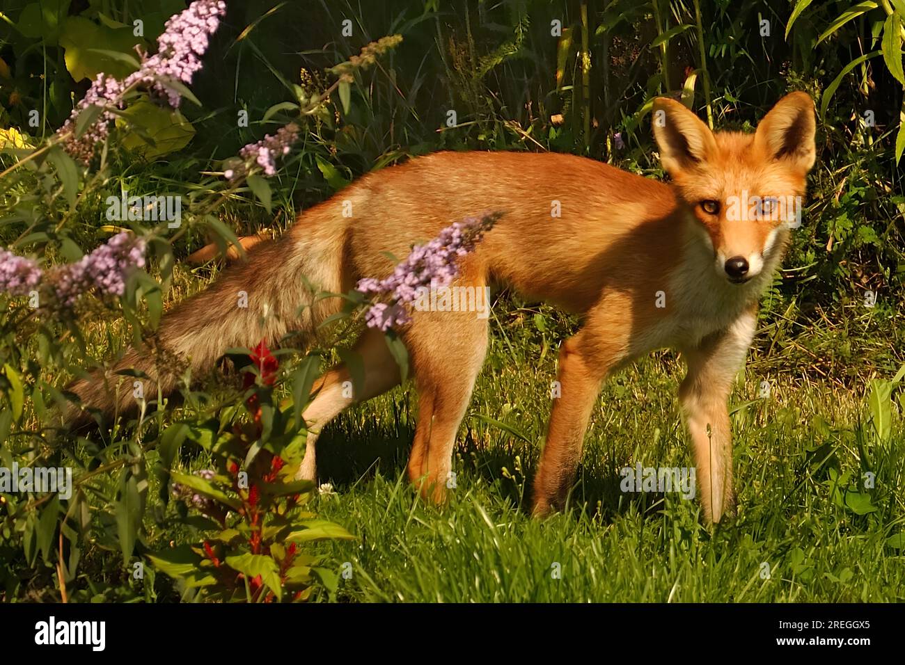 Rotfuchs im Gras Stockfoto